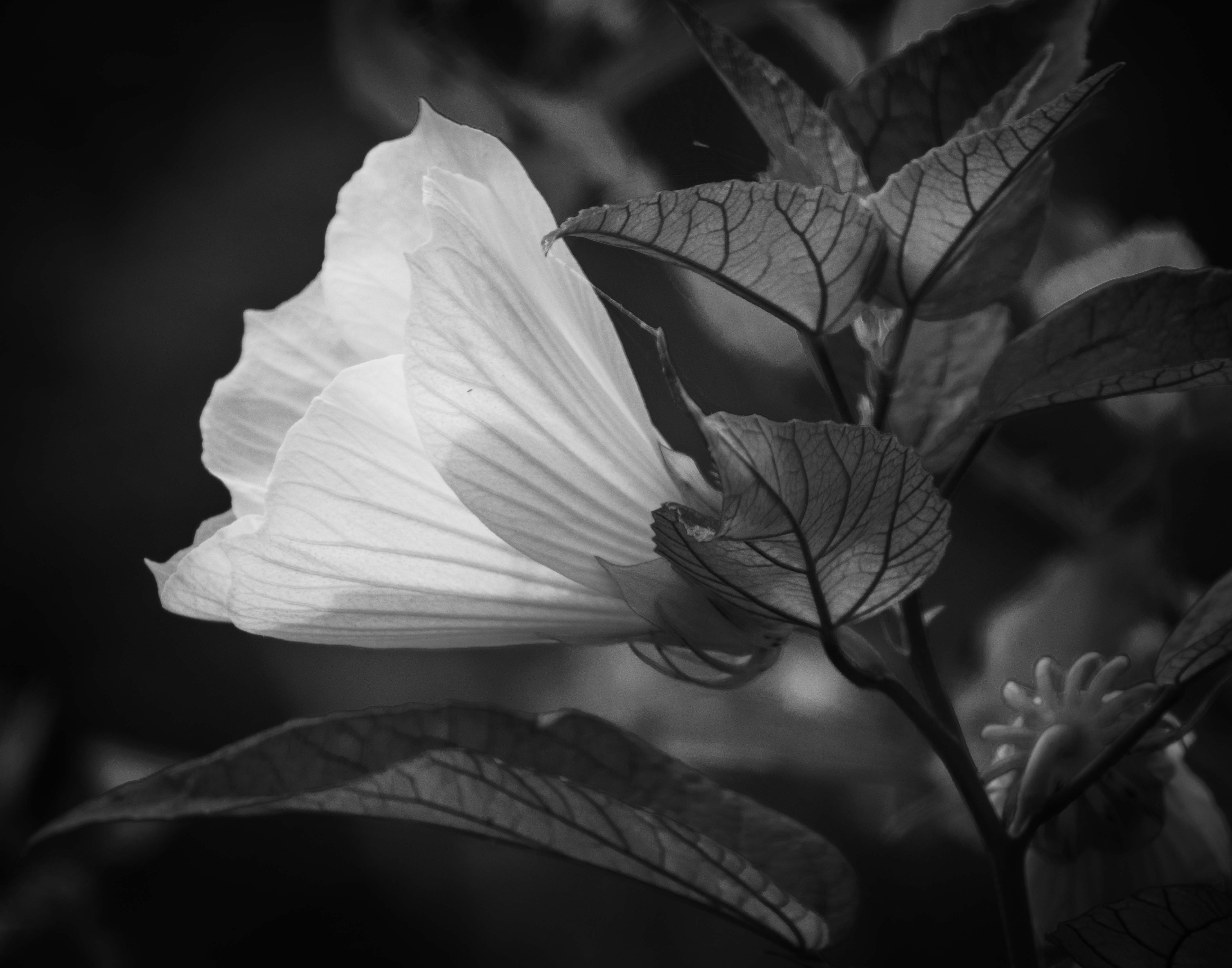 Hibiscus by Julia Parrish (Group 23)